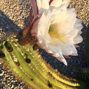 Meet your Posher, Bailey